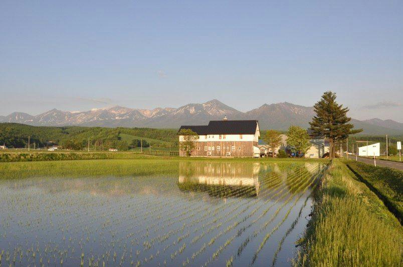 Gufo Forest Kamifurano