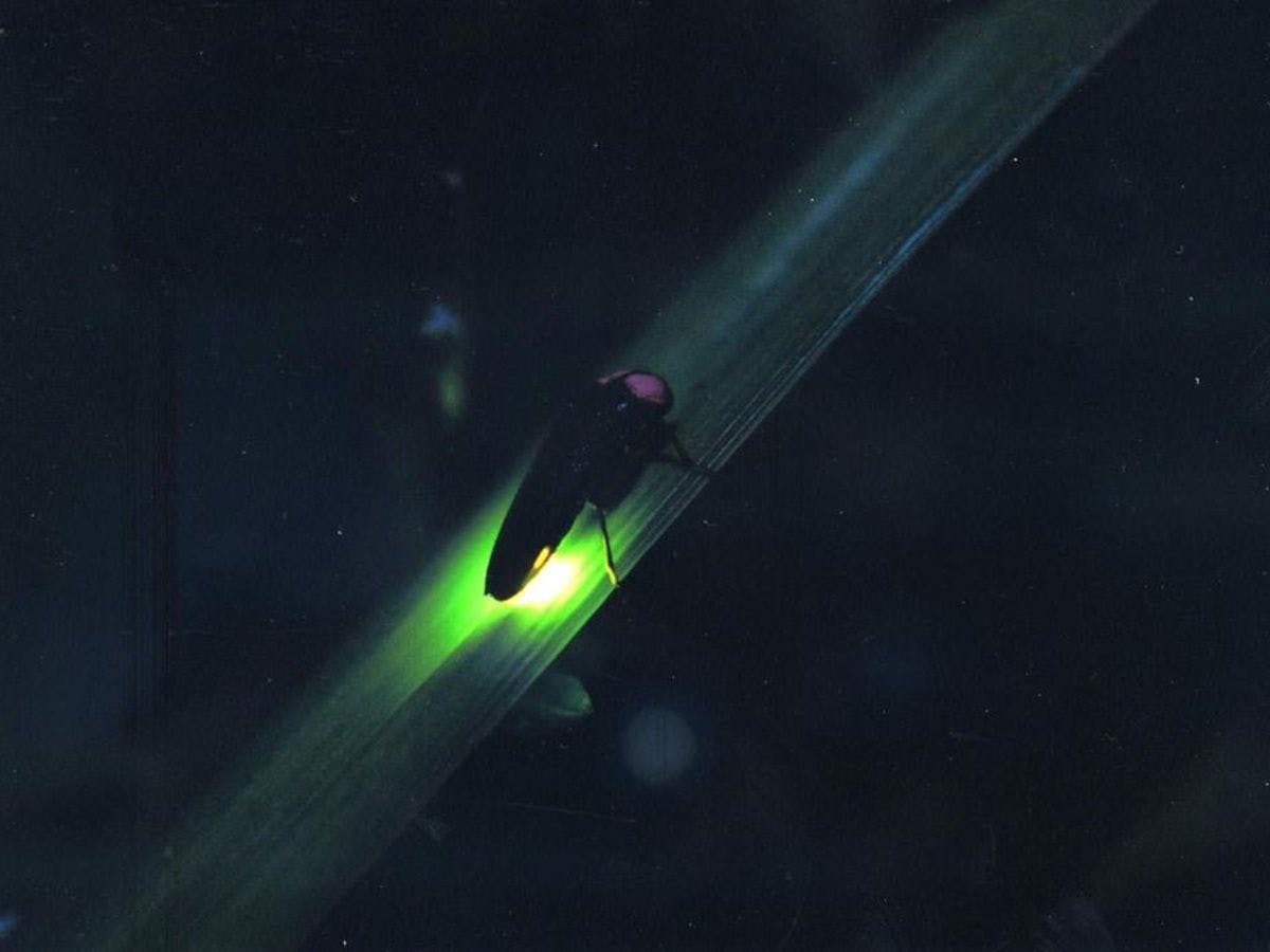 초여름의 반딧불이는 도요타마치의 풍물시