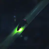 초여름의 반딧불이는 도요타마치의 풍물시