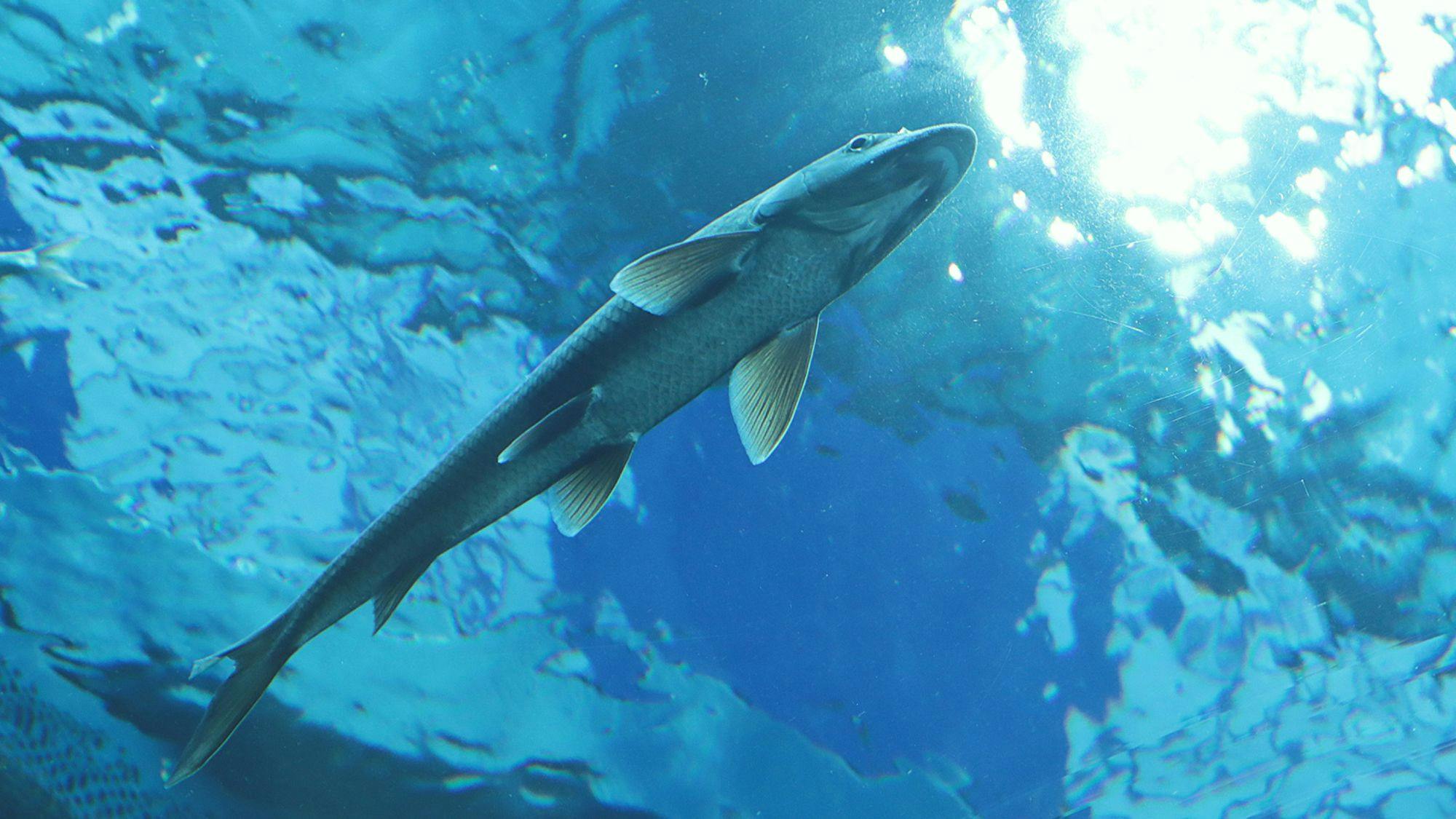 【สถานที่ท่องเที่ยวใกล้เคียง】พิพิธภัณฑ์ทะเลสาบบิวะ (คุซัตสึ)