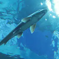 【สถานที่ท่องเที่ยวใกล้เคียง】พิพิธภัณฑ์ทะเลสาบบิวะ (คุซัตสึ)