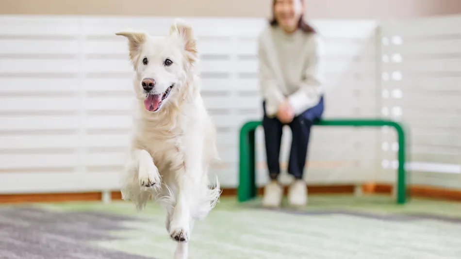 Wan Wan Paradise Nara Ikoma