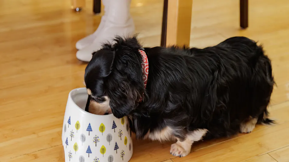 Wan Wan Paradise Nara Ikoma