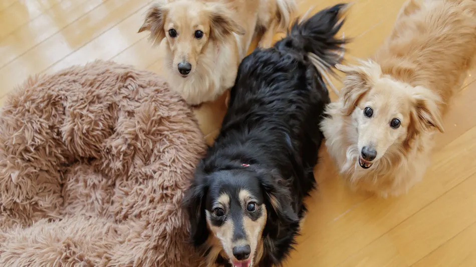 Wan Wan Paradise Nara Ikoma