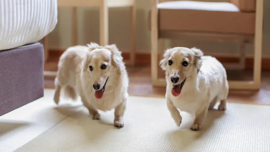 Wan Wan Paradise Nara Ikoma