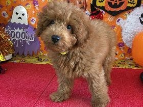 ペットと泊まれる割烹旅館　孫八