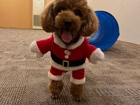 ペットと泊まれる割烹旅館　孫八