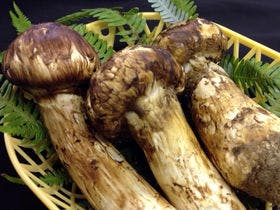 ペットと泊まれる割烹旅館　孫八