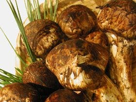 ペットと泊まれる割烹旅館　孫八