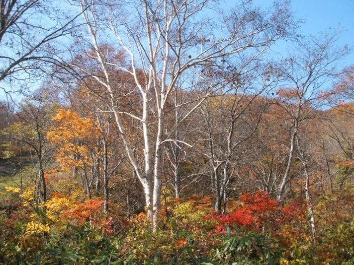 ペンション ムーミンパパ 宿泊予約なら Yahoo トラベル