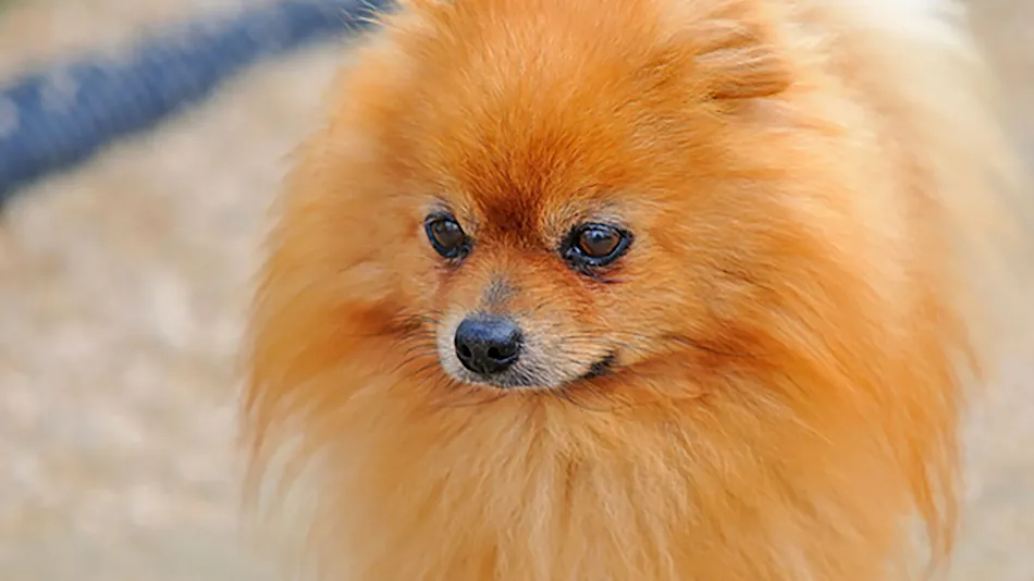 Gero Koyokan Annex Wanpakutei
