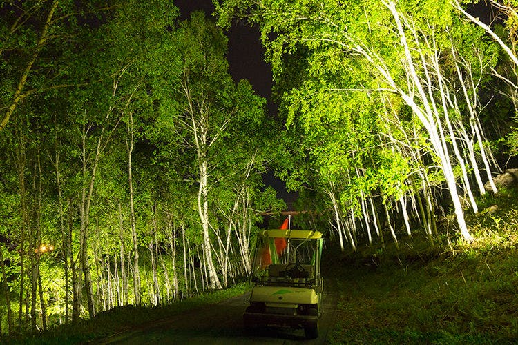 รถเข็นกลางคืนใต้แสงดาว (ป่าเบิร์ช)