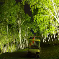 รถเข็นกลางคืนใต้แสงดาว (ป่าเบิร์ช)