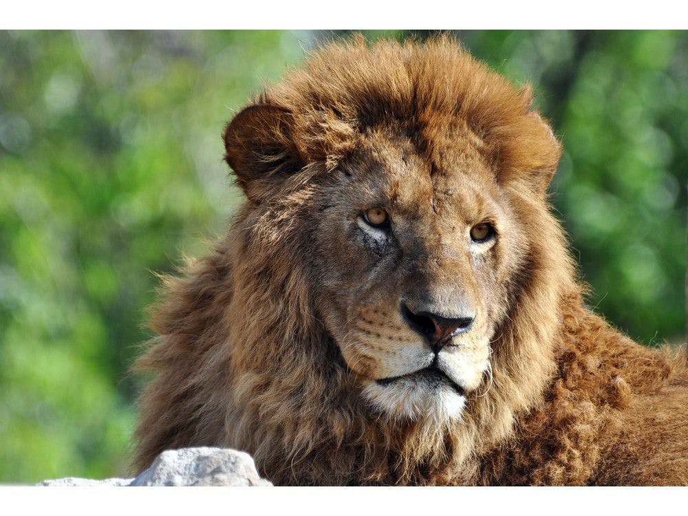 Friends of Safari Land