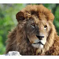 Friends of Safari Land