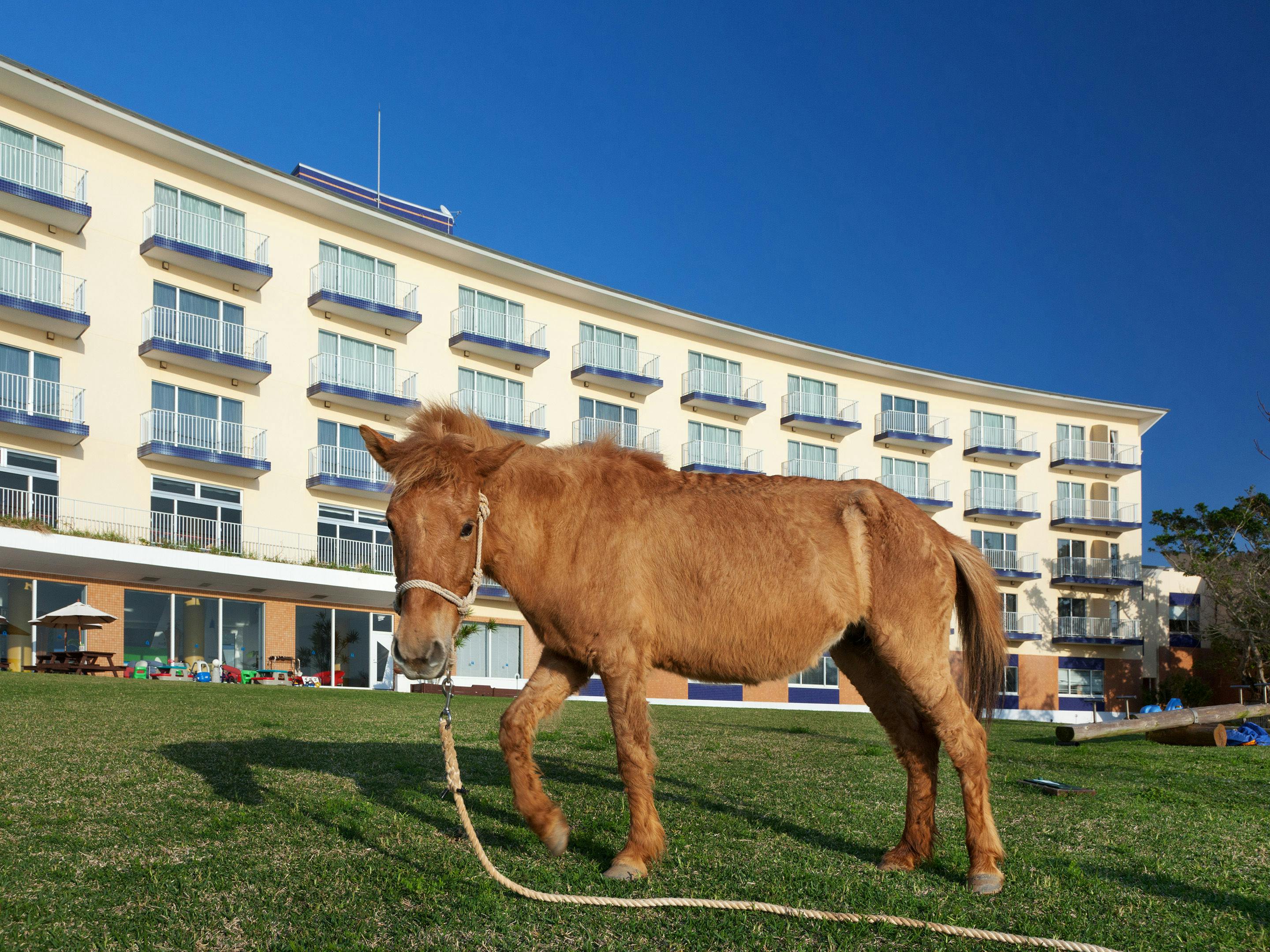 요나구니 말이 있는 안뜰