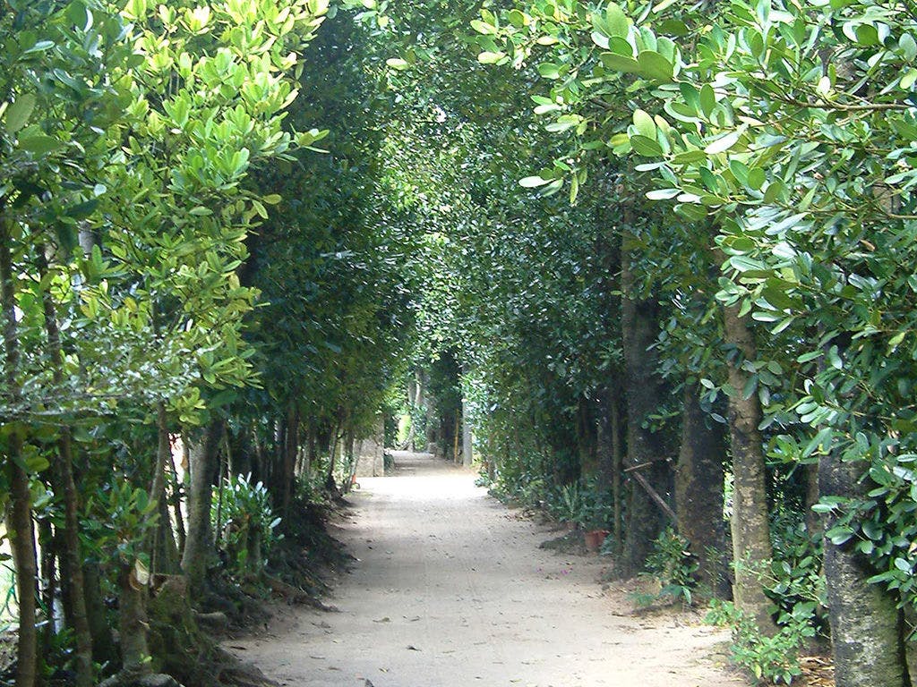 비세의 후쿠기 가로수길