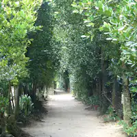 비세의 후쿠기 가로수길