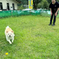 ■ Tersedia area bermain anjing