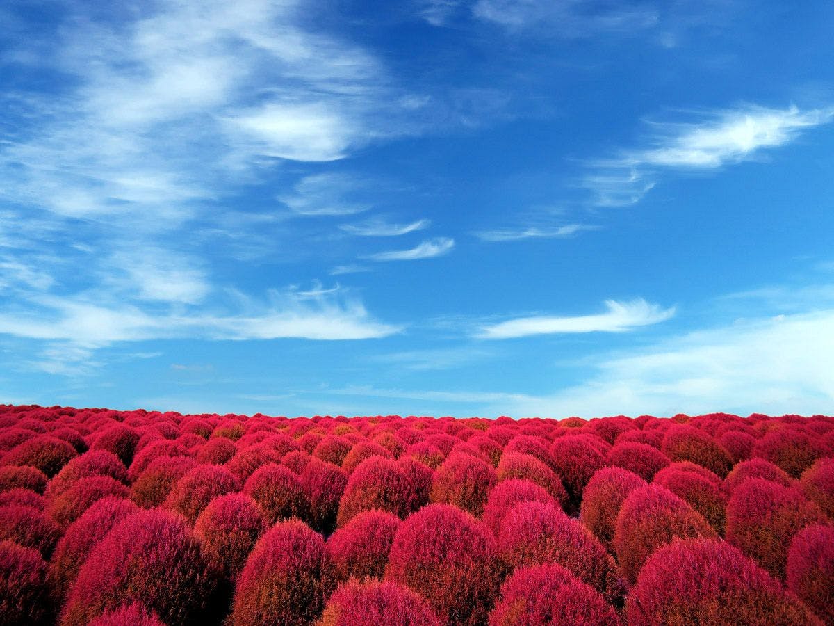 燃燒的大地－染成紅色的掃帚草