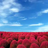 燃燒的大地-染成紅色的掃帚草