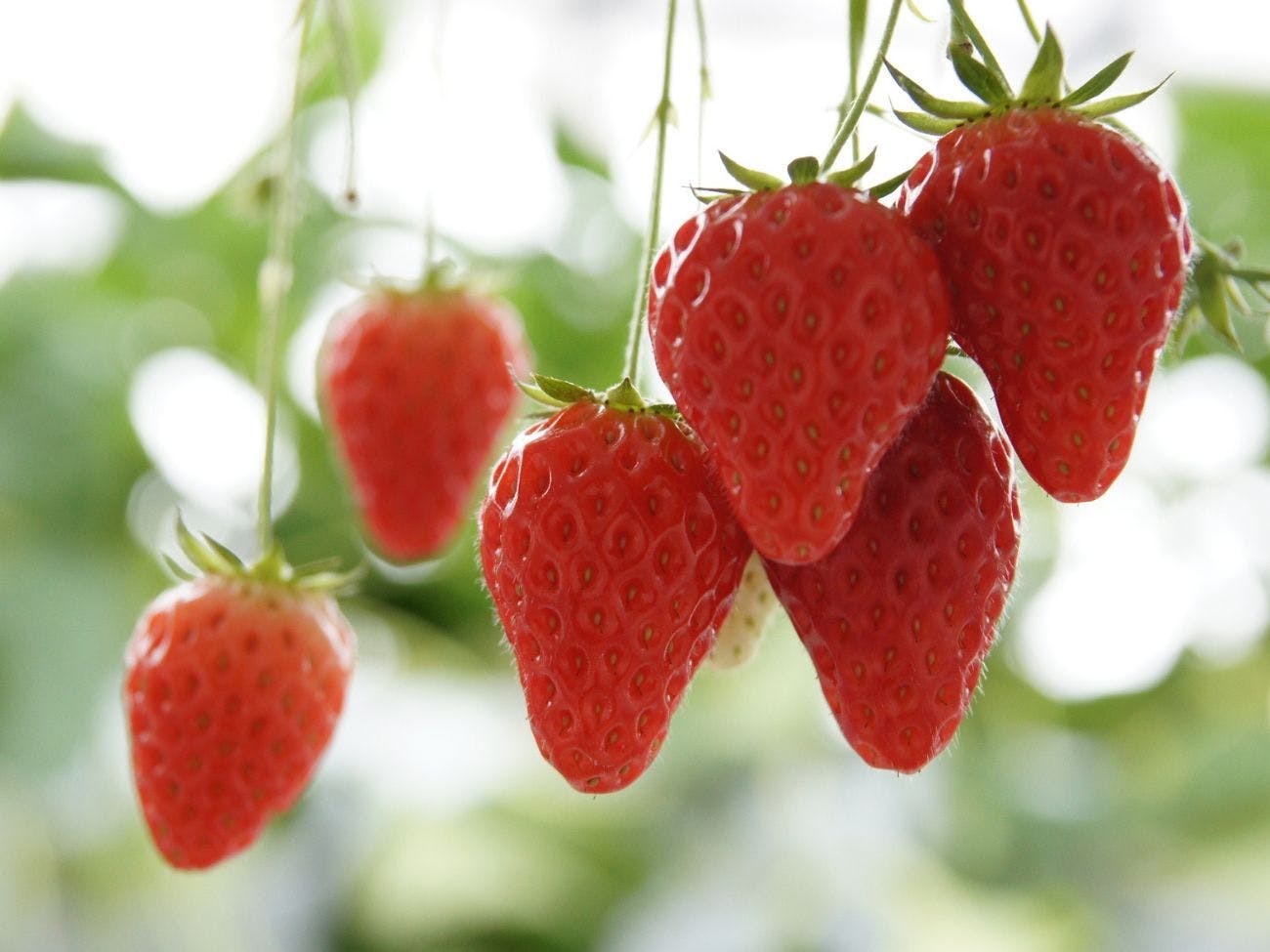 ความสนุกในการเลือกสตรอว์เบอร์รีที่อร่อย