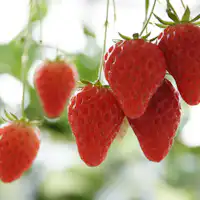 ความสนุกในการเลือกสตรอว์เบอร์รีที่อร่อย