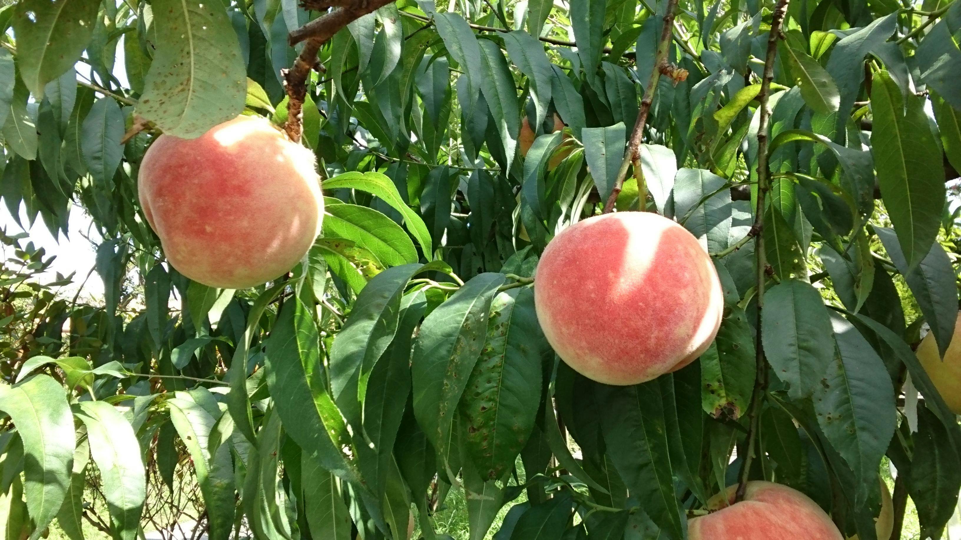 Hidden Inn of World Heritage: Fruit Forest