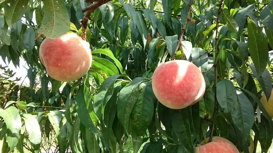 Hidden Inn of World Heritage: Fruit Forest