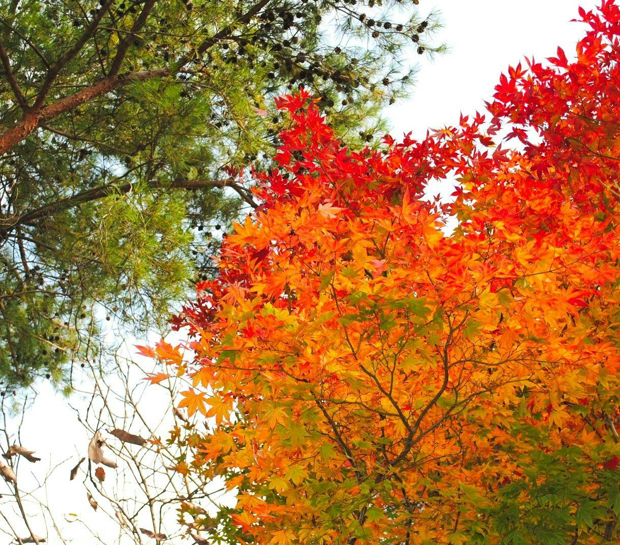 Hidden Inn of World Heritage: Fruit Forest