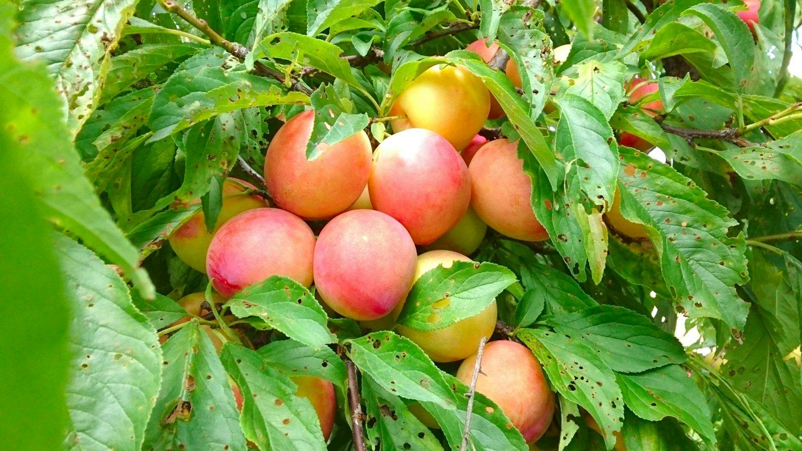 Hidden Inn of World Heritage: Fruit Forest