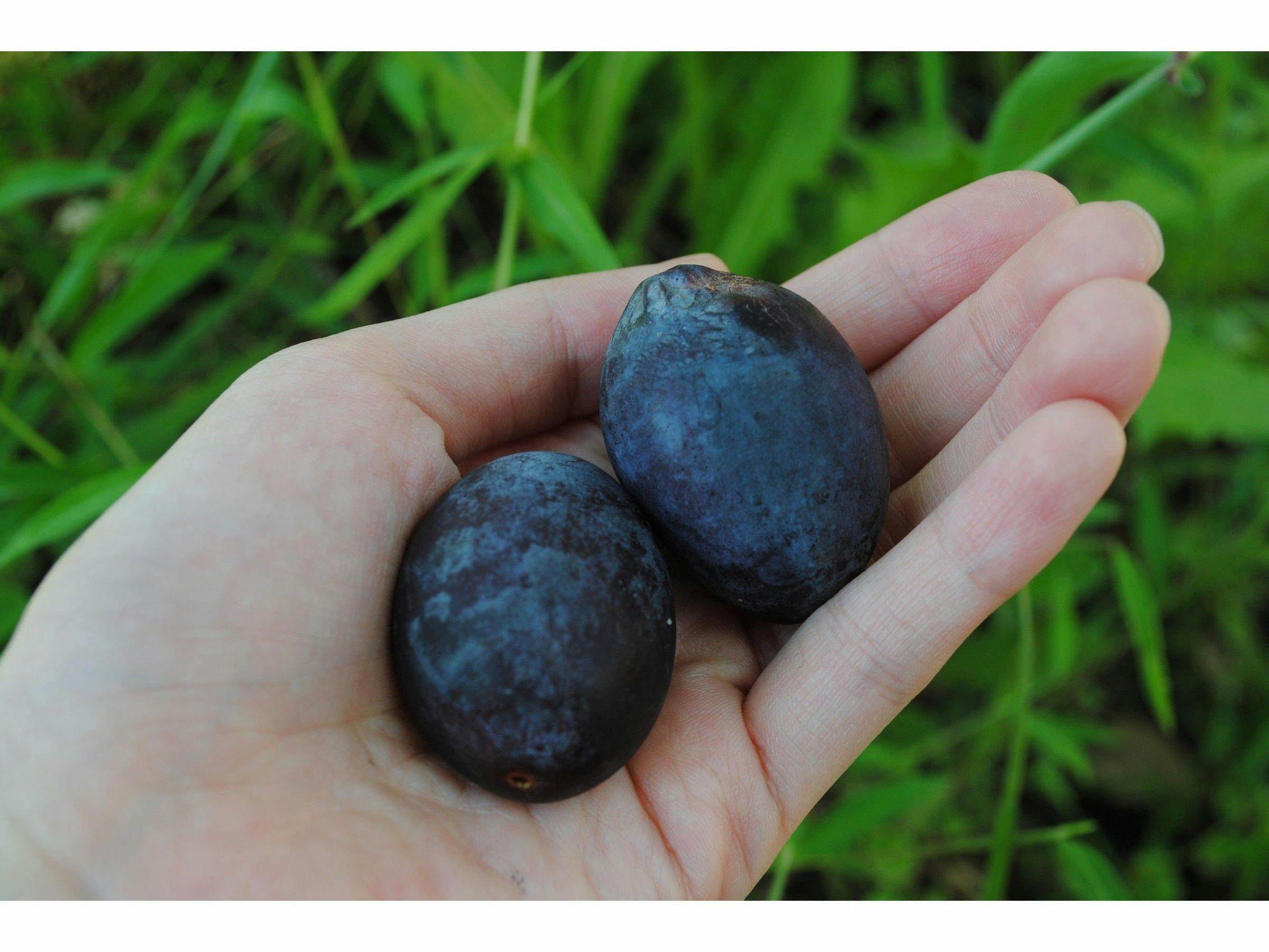 Hidden Inn of World Heritage: Fruit Forest