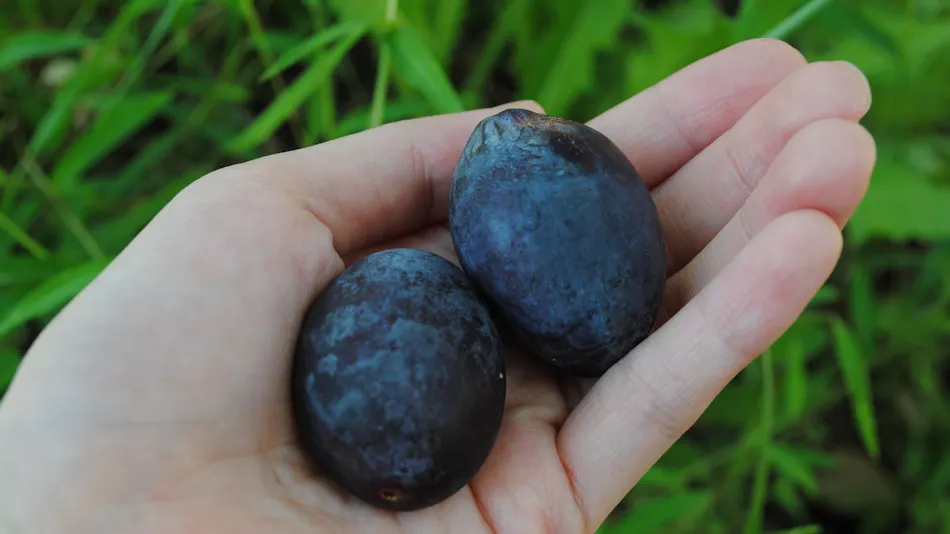 Hidden Inn of World Heritage: Fruit Forest