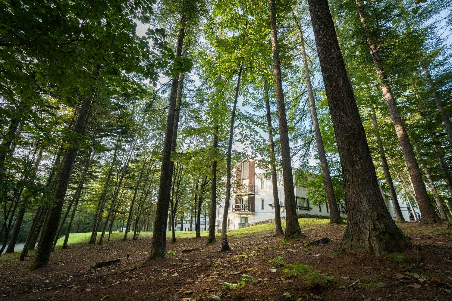 位於森林中的飯店