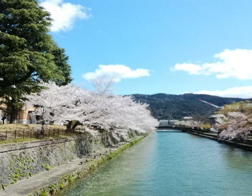 岡崎公園疏水の桜です。