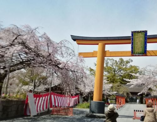 平野神社の桜です。