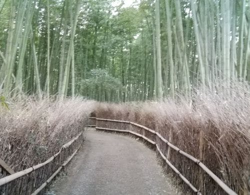 嵐山竹林の径です。