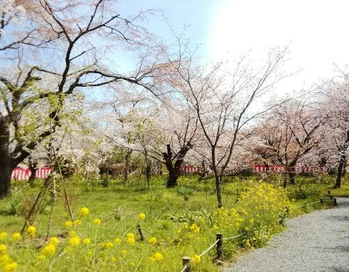平野神社の桜です。