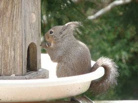 カントリーホテル スターダスト