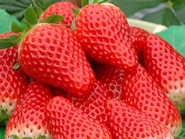 แผนเก็บสตรอว์เบอร์รีเฉพาะฤดูใบไม้ผลิ.