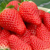 แผนเก็บสตรอว์เบอร์รีเฉพาะฤดูใบไม้ผลิ.