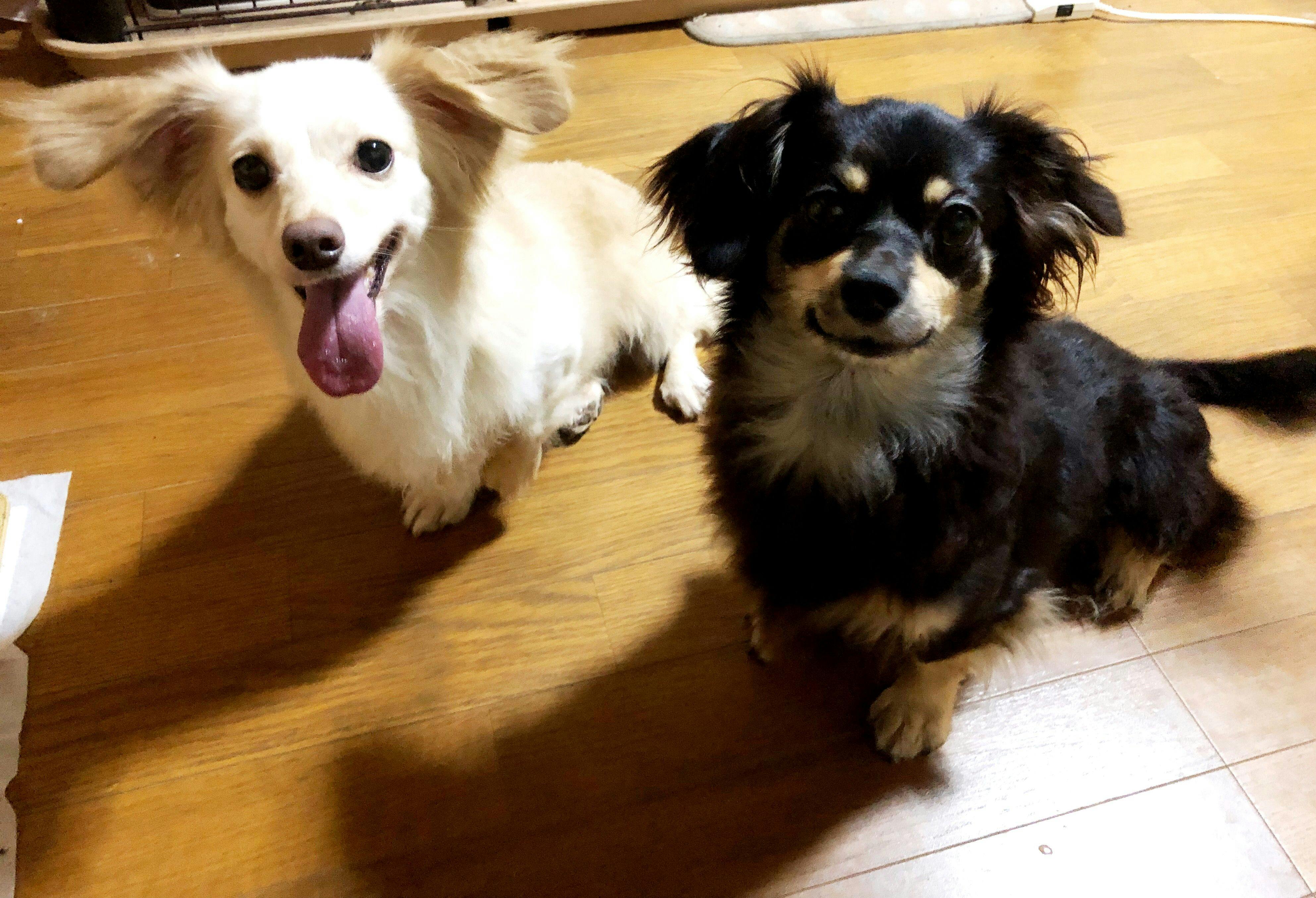 Ayo bepergian bersama hewan peliharaan♪