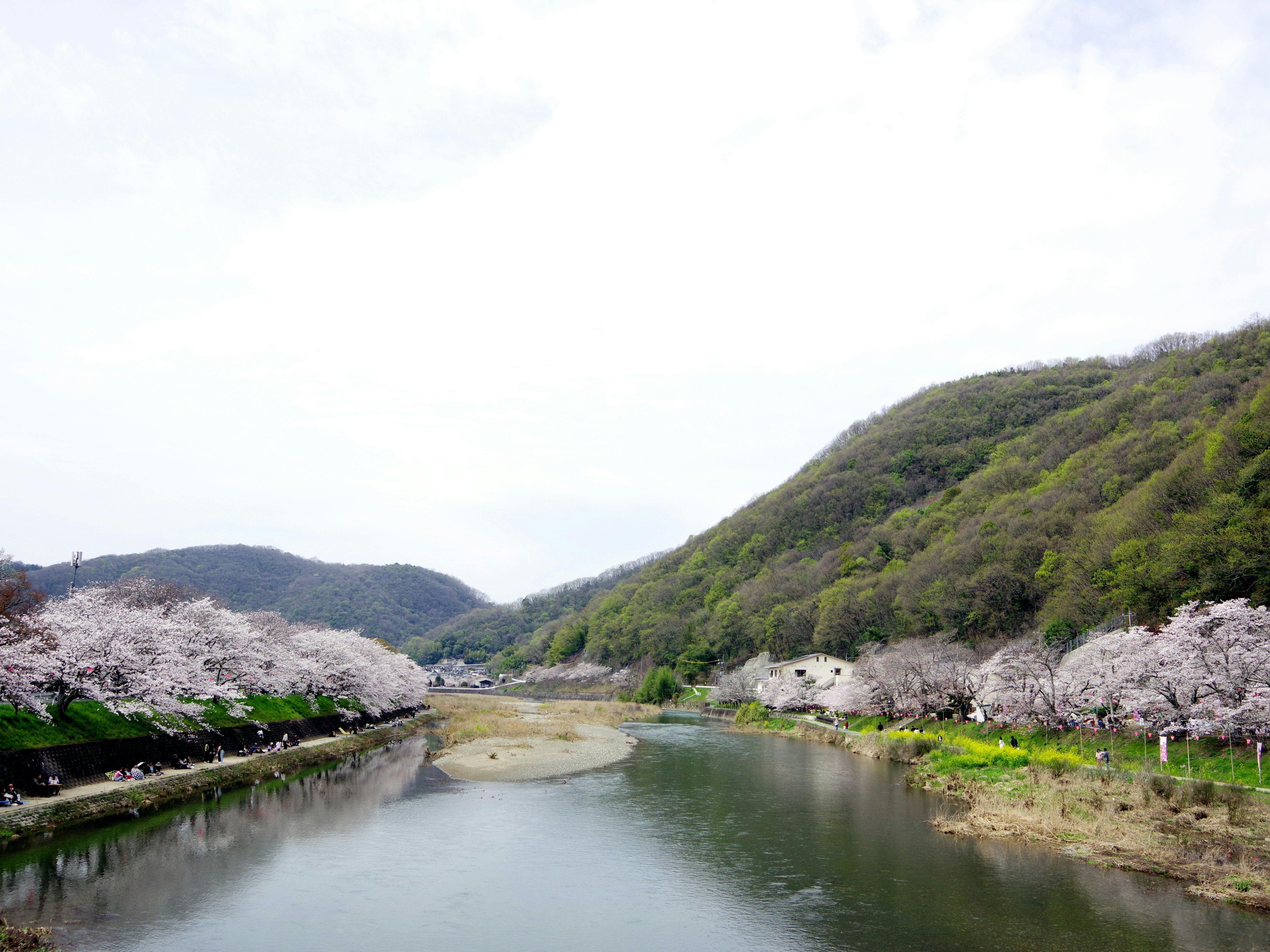 สถานที่ชมซากุระ 'อิบาระซึสึมิ' 2