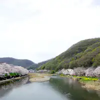 สถานที่ชมซากุระ 'อิบาระซึสึมิ' 2