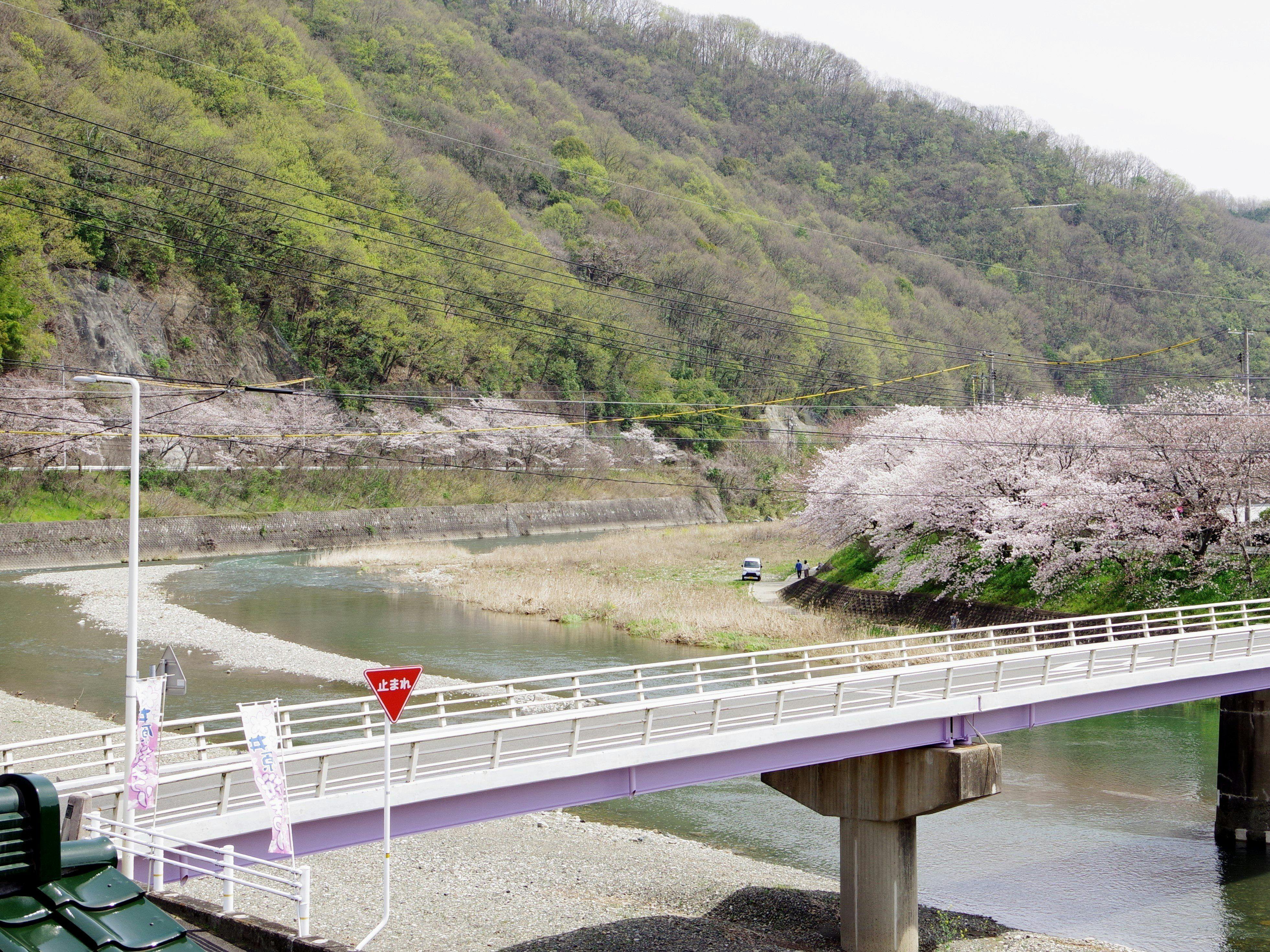 คุณสามารถชมดอกซากุระได้จากห้องพัก