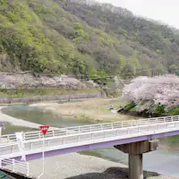 คุณสามารถชมดอกซากุระได้จากห้องพัก