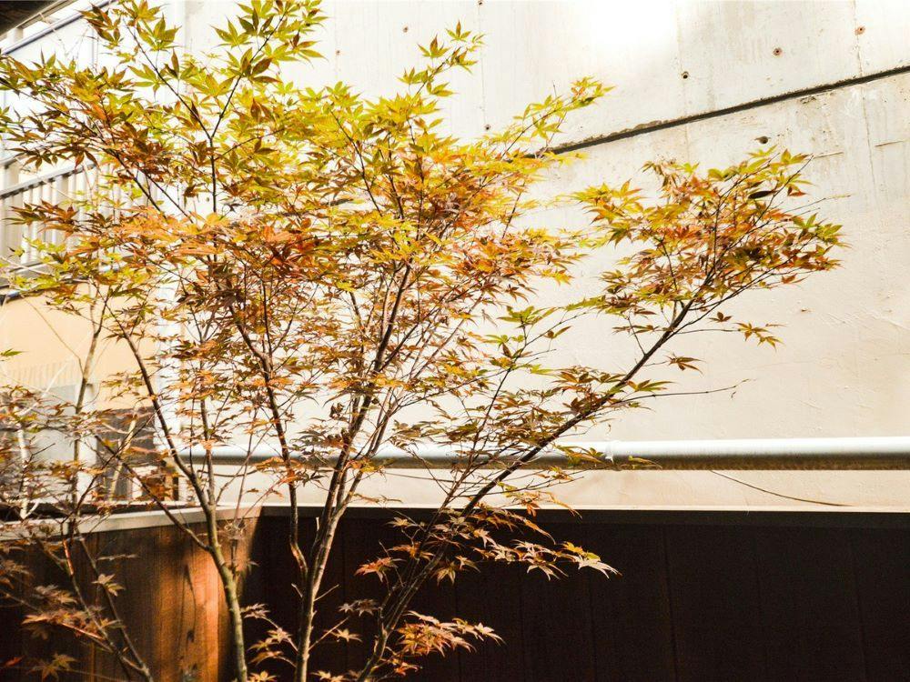 Rinn Kiyomizu Gojo Machiya