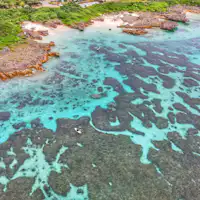 แนวปะการัง