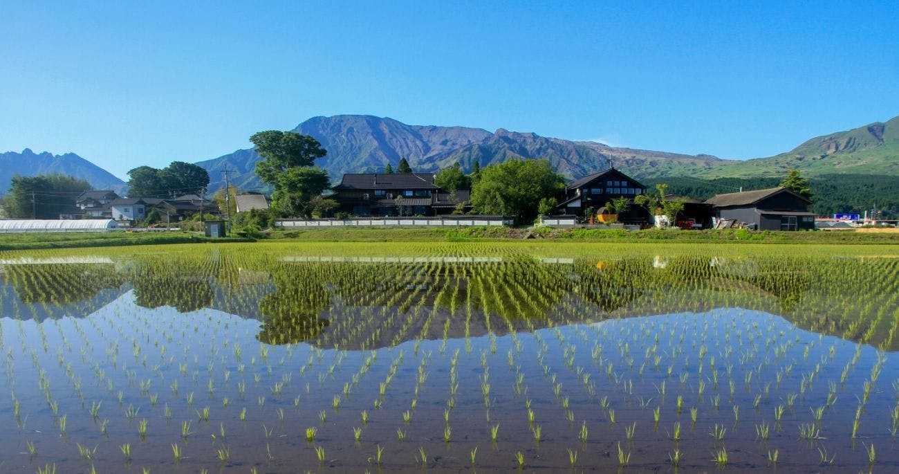 Sakura Inn