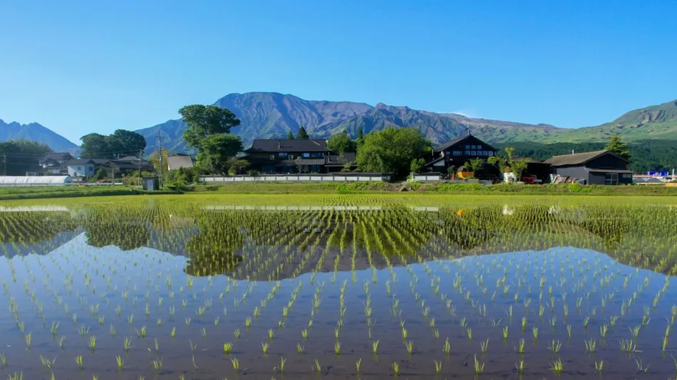 Sakura Inn